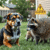 Close-up of a cautious dog and raccoon in a backyard with a subtle warning sign about rabies risk.